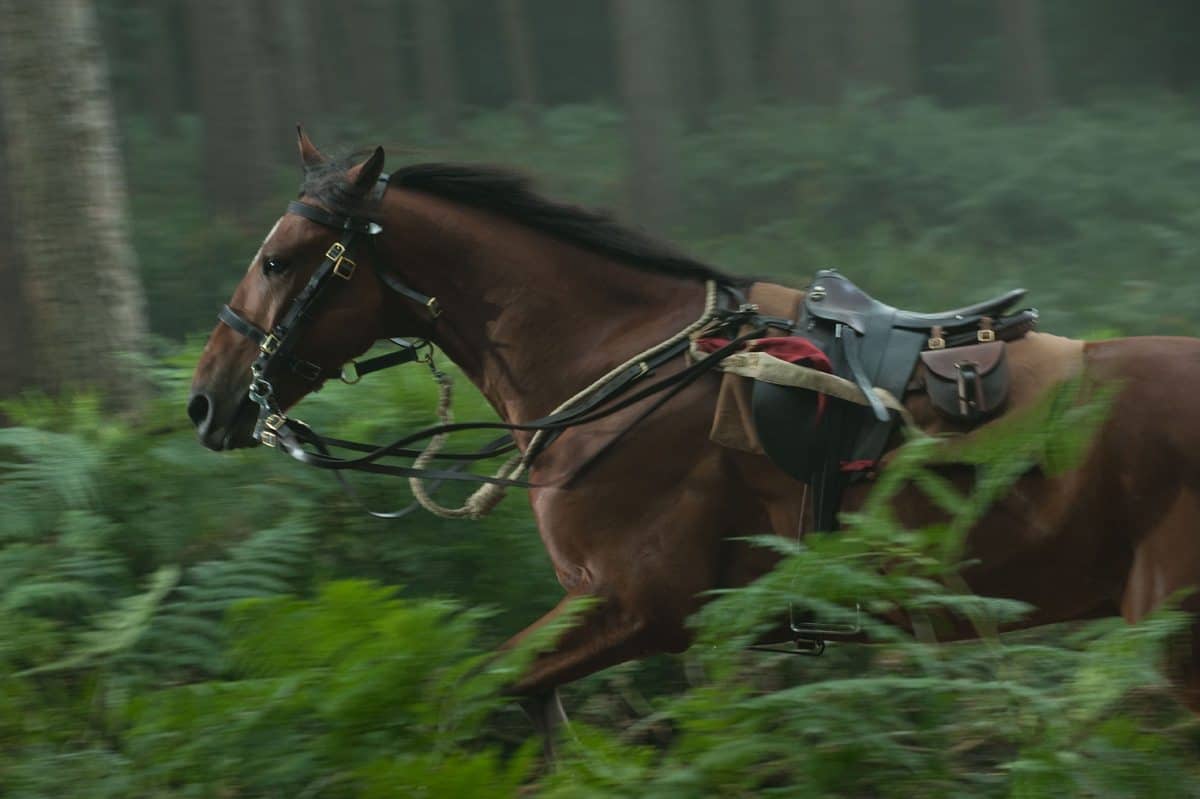 "WAR HORSE"
339_DM-D9-0044R
Ph: David Appleby
©DreamWorks II Distribution Co., LLC. ÊAll Rights Reserved.