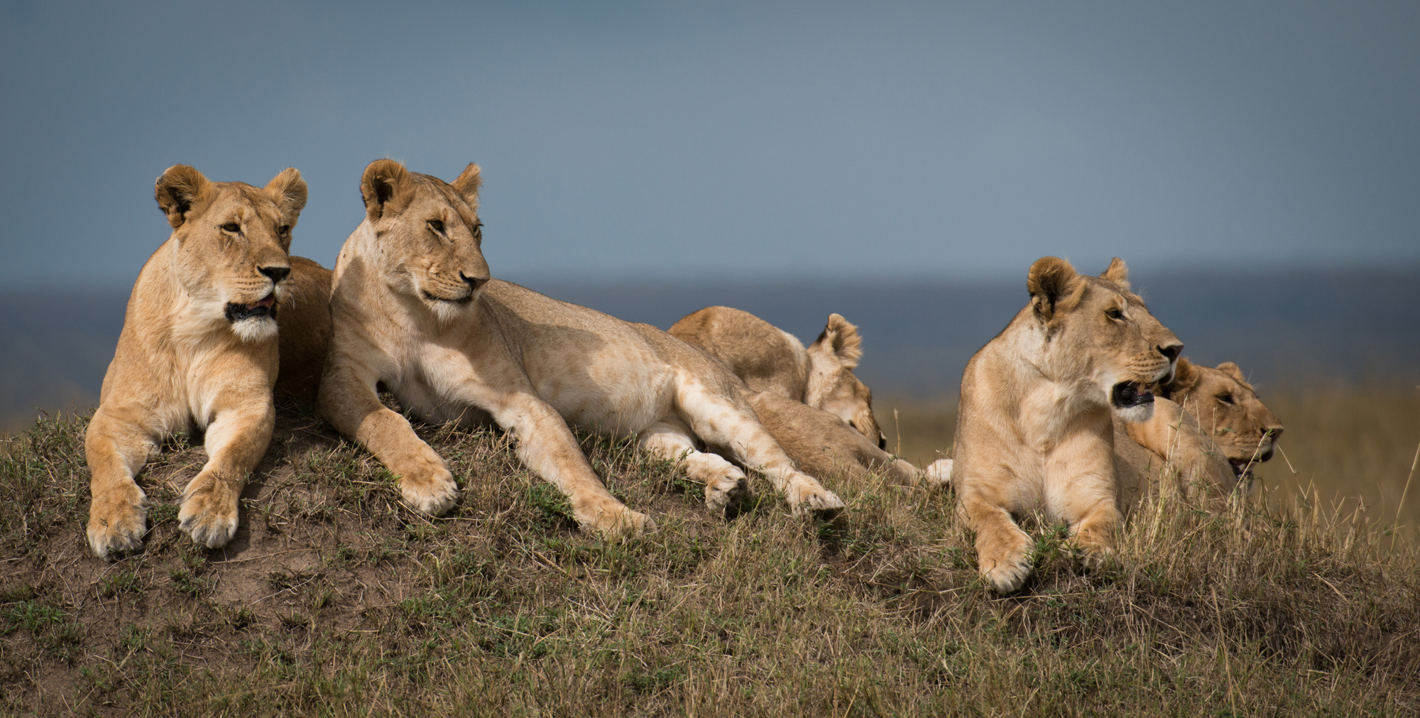 Picture Shows: The Marsh Pride - led by Charm - are a close-knit family of mothers and their growing cubs.
Cleared for Brand use - Level A-B.