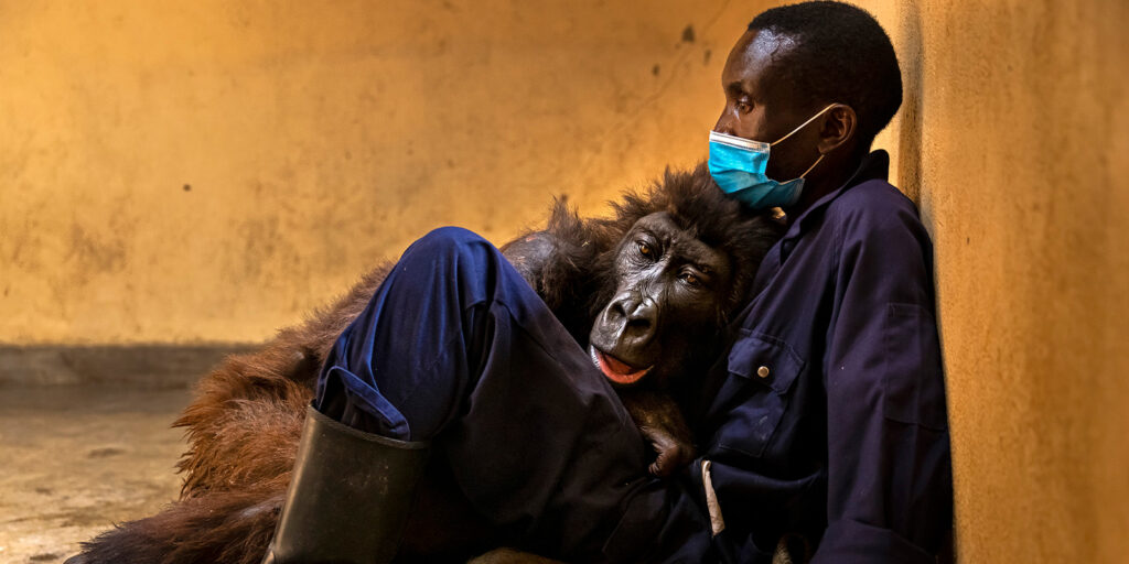 A man wearing a blue mask and dark clothing sits against a yellow wall, gently holding a gorilla that rests its head on his lap, both appearing calm and close.