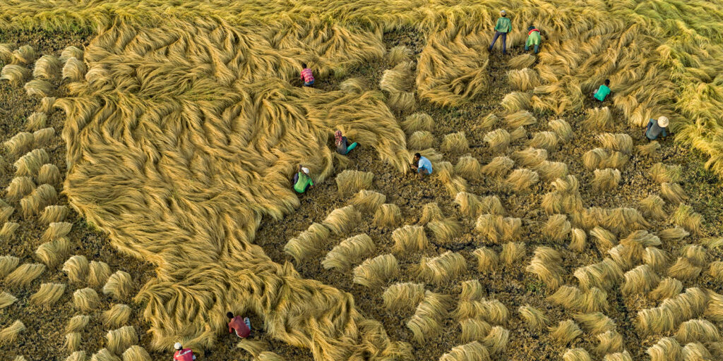 Aerial view of farmers wearing colourful clothing harvesting rice in a field, with golden rice stalks neatly bundled and scattered across the landscape.