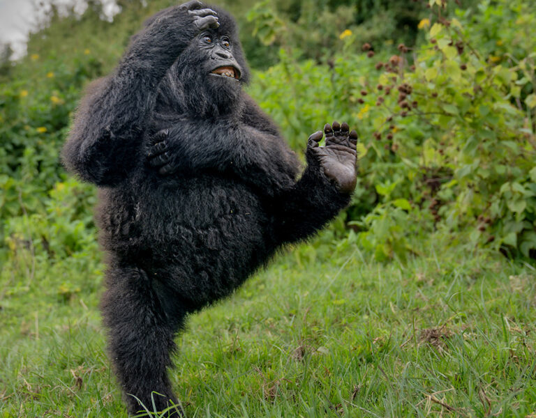 A gorilla stands upright on one leg in a grassy area, raising its other leg and arm. Dense green foliage fills the background as it opens its mouth, showing its teeth—a perfect shot worthy of the 2025 winners of the Comedy Wildlife Awards.