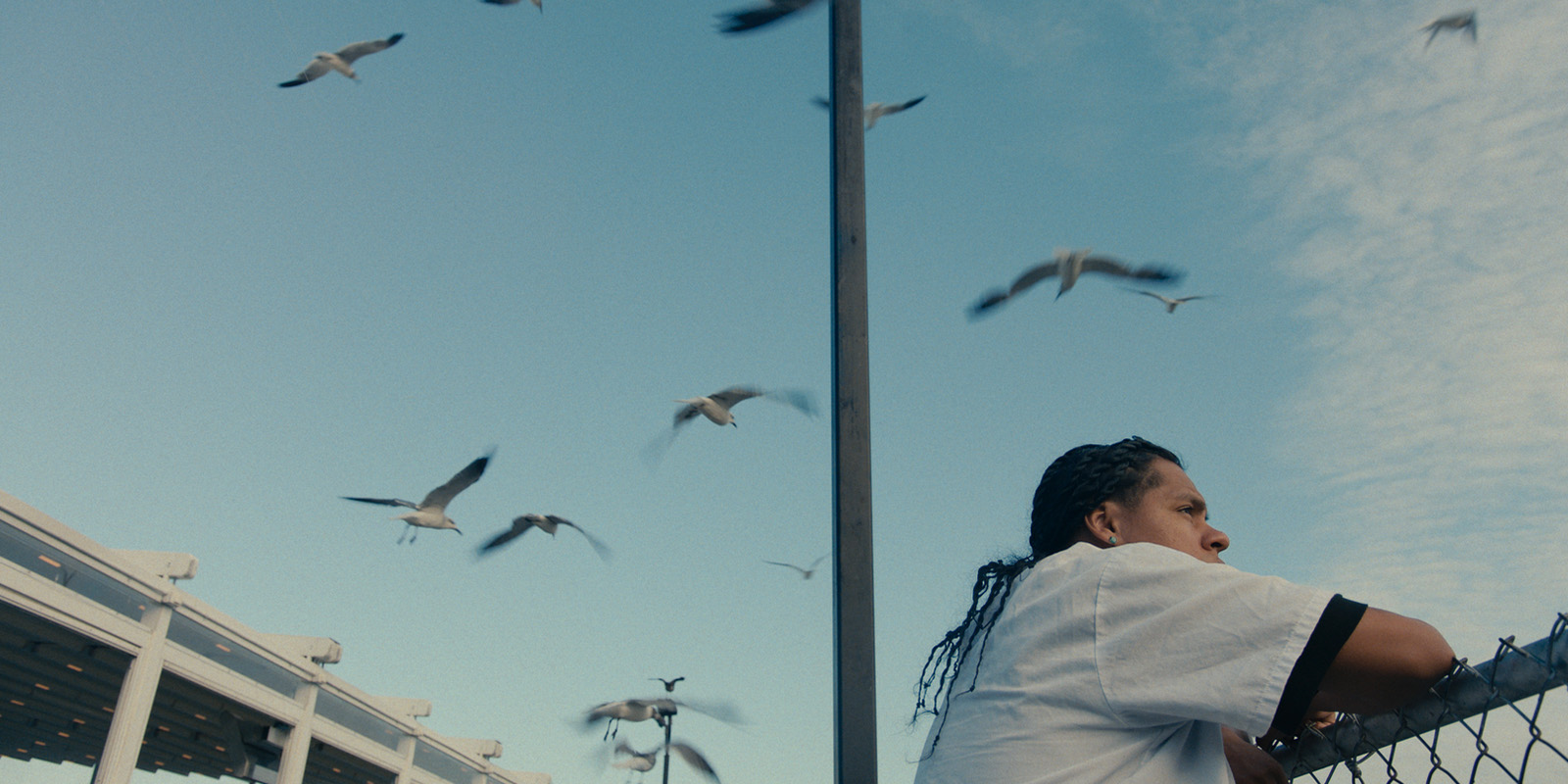 A person in a white shirt stands by a chain-link fence under a blue sky with scattered clouds as several birds fly overhead. The person is looking to the right with an arm resting on the fence.