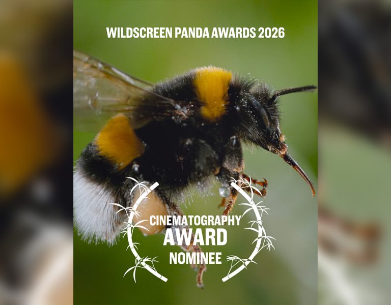 A bee on a poster for the Wildscreen Panda Awards