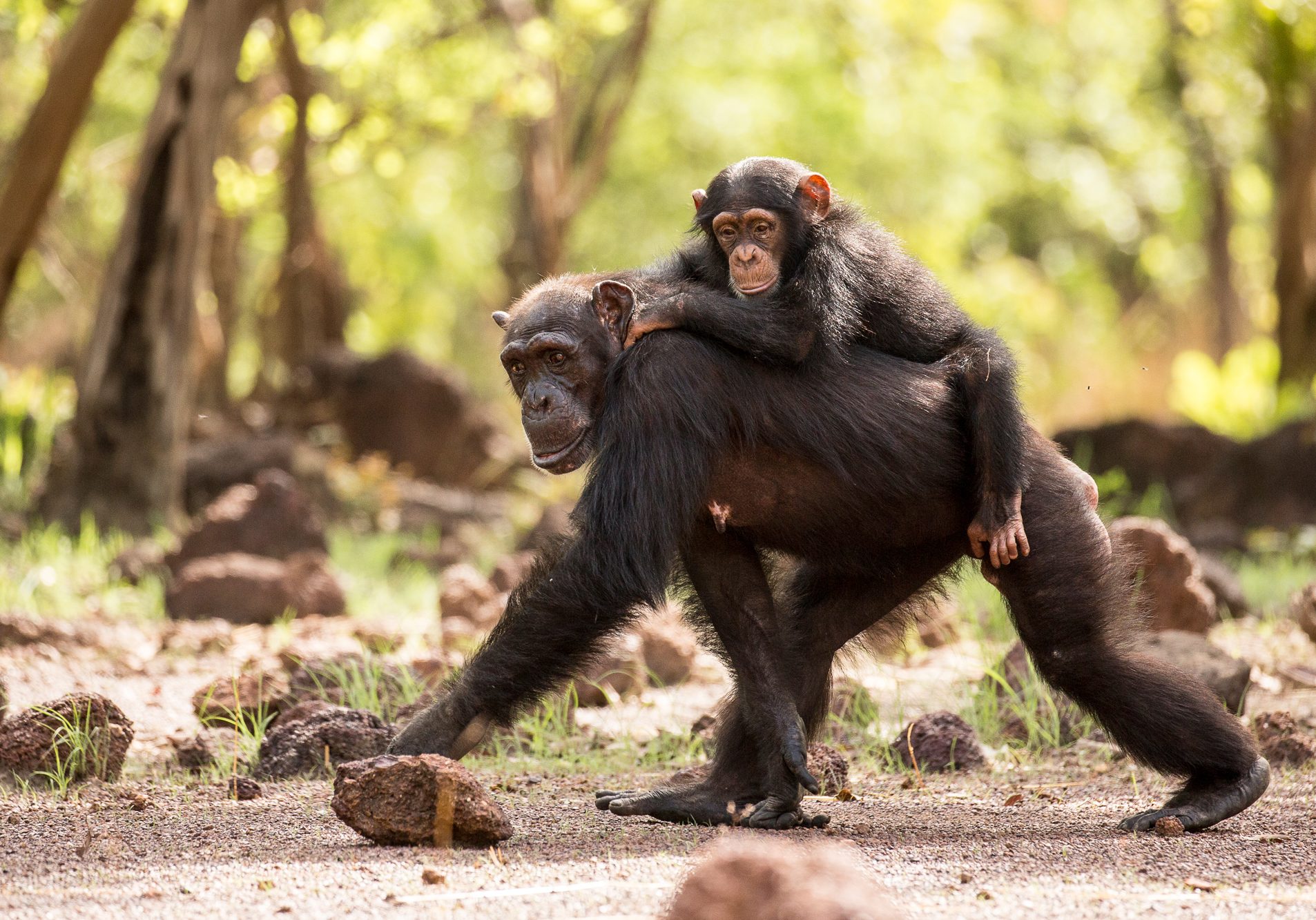 Picture Shows: Female and baby.  There are 7 adult females in the group whom the 12 males compete over, but it’s the alpha who normally succeeds.Senegal, West Africa
Cleared for Brand use - Level A-B.